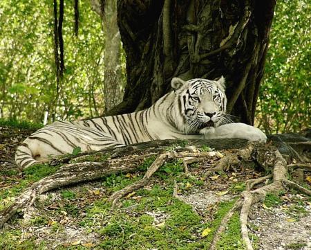 tigre
